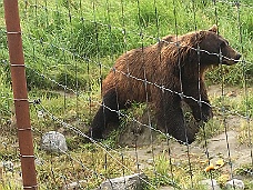 IMG_2592 Alaska Wildlife Conservation Center Bear
